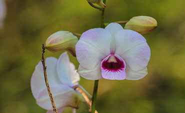 Photo of Naples Botanical Garden